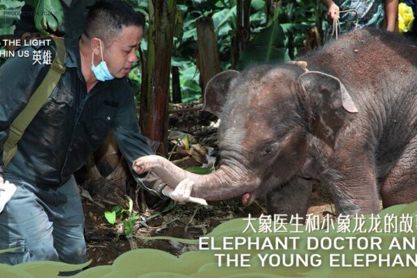 Conoce al ‘Doctor de Elefantes’ que salvó al bebé elefante Longlong 🐘 Conoce_al__Doctor_de_Elefantes__que_salvo__al_bebe__elefante_Longlong__ video poster