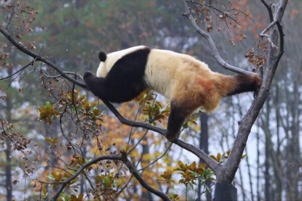 ¡Conoce al ‘Kung Fu Panda’ de la vida real en China! _Conoce_al__Kung_Fu_Panda__de_la_vida_real_en_China_ video poster