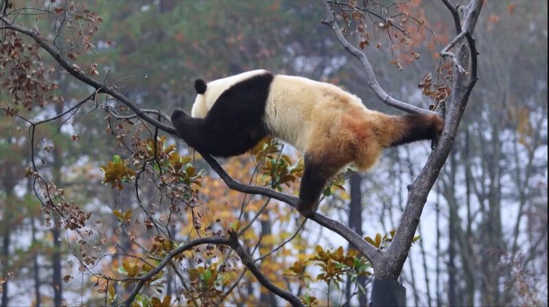 _Conoce_al__Kung_Fu_Panda__de_la_vida_real_en_China_ video poster