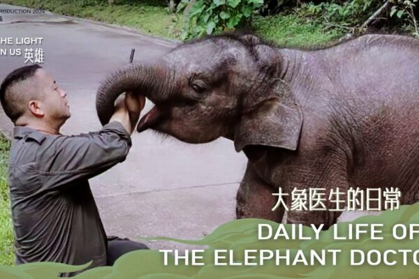 Conoce_al__Papa__Elefante___Un_Di_a_en_la_Vida_del_Me_dico_de_Elefantes_en_China video poster