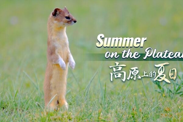 Conoce la Comadreja Fragante: El Astuto Aromático de China 🦊✨ Conoce_la_Comadreja_Fragante__El_Astuto_Aroma_tico_de_China___ video poster