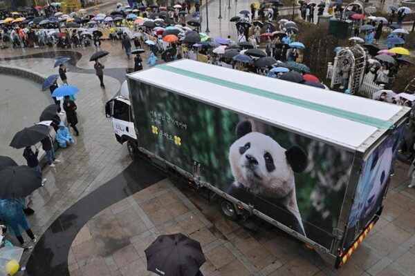 Corea del Sur se despide de la panda Fu Bao mientras regresa a su hogar en China Corea_del_Sur_se_despide_de_la_panda_Fu_Bao_mientras_regresa_a_su_hogar_en_China