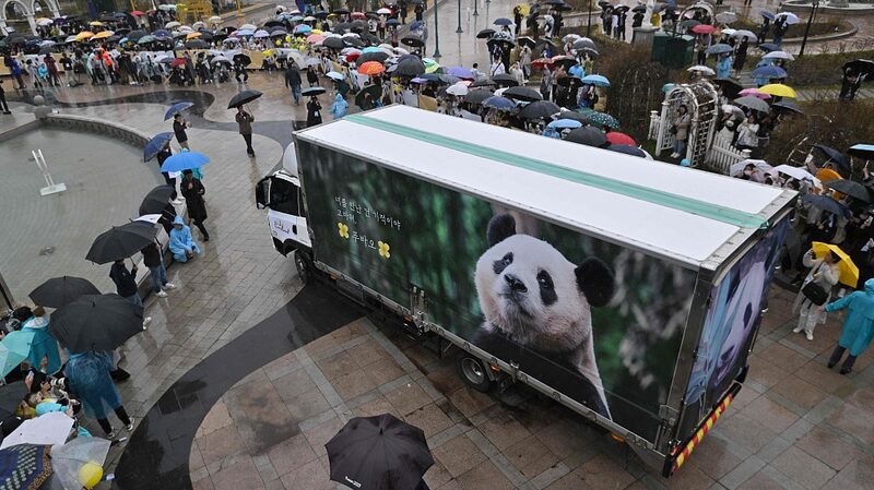 Corea_del_Sur_se_despide_de_la_panda_Fu_Bao_mientras_regresa_a_su_hogar_en_China