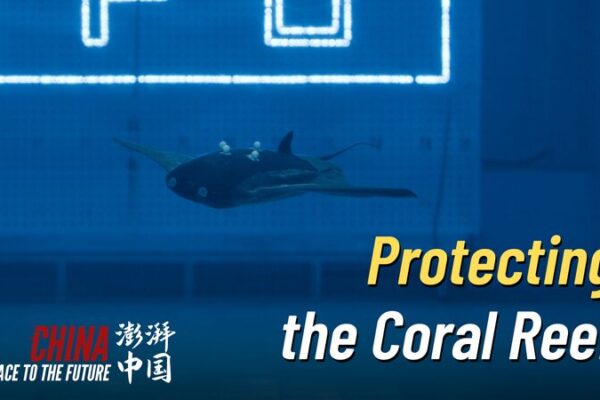 Corriendo para salvar los arrecifes de coral: Jóvenes desarrollan robots mantarraya 🐠🤖 Corriendo_para_salvar_los_arrecifes_de_coral__Jo_venes_desarrollan_robots_mantarraya___ video poster
