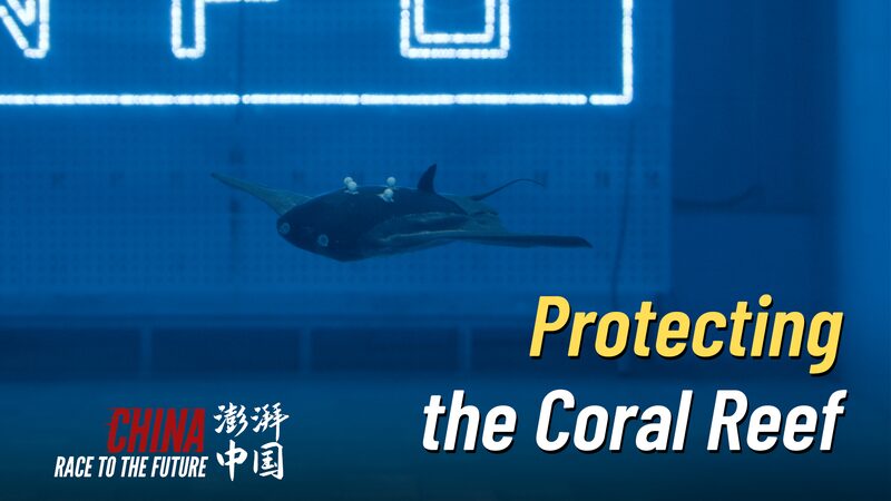 Corriendo_para_salvar_los_arrecifes_de_coral__Jo_venes_desarrollan_robots_mantarraya___ video poster