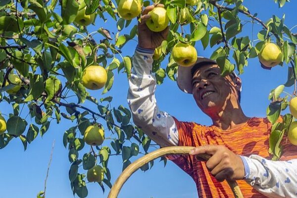 Cosecha Abundante de Peras Trae Prosperidad a los Agricultores de Shanxi 🍐✨ Cosecha_Abundante_de_Peras_Trae_Prosperidad_a_los_Agricultores_de_Shanxi___