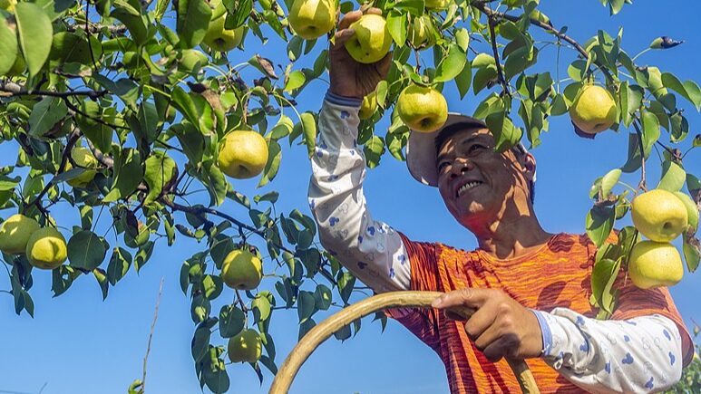 Cosecha_Abundante_de_Peras_Trae_Prosperidad_a_los_Agricultores_de_Shanxi___
