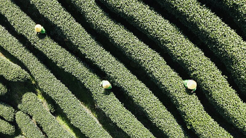 Cosecha_del_Famoso_Te__Longjing_del_Lago_del_Oeste_Comienza_en_el_Este_de_China___