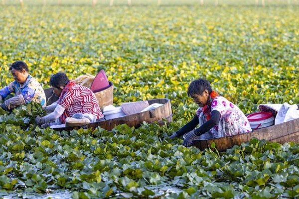 Cosechando Esperanza: El Boom del Trébol de Agua en Taizhou Mejora las Vidas de los Aldeanos Cosechando_Esperanza__El_Boom_del_Tre_bol_de_Agua_en_Taizhou_Mejora_las_Vidas_de_los_Aldeanos