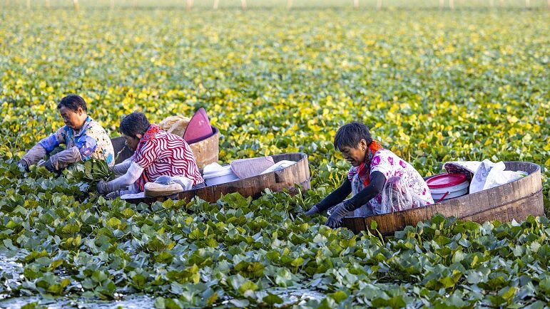 Cosechando_Esperanza__El_Boom_del_Tre_bol_de_Agua_en_Taizhou_Mejora_las_Vidas_de_los_Aldeanos