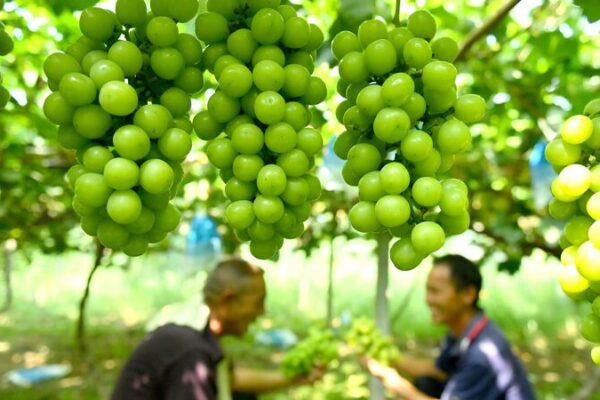 Cosechando_Esperanza__Las_uvas_impulsan_la_revitalizacio_n_rural_en_el_centro_de_China