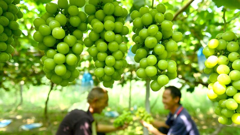 Cosechando_Esperanza__Las_uvas_impulsan_la_revitalizacio_n_rural_en_el_centro_de_China
