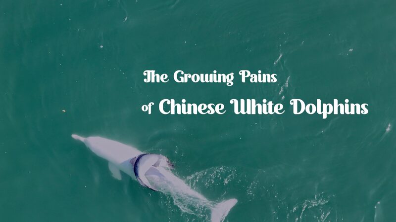 Creciendo_en_las_olas__Las_alegri_as_y_tristezas_de_los_delfines_blancos_chinos video poster