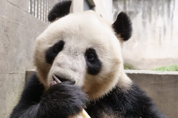 Cuatro_pandas_gigantes_causan_sensacio_n_en_su_nuevo_hogar_en_Lanzhou