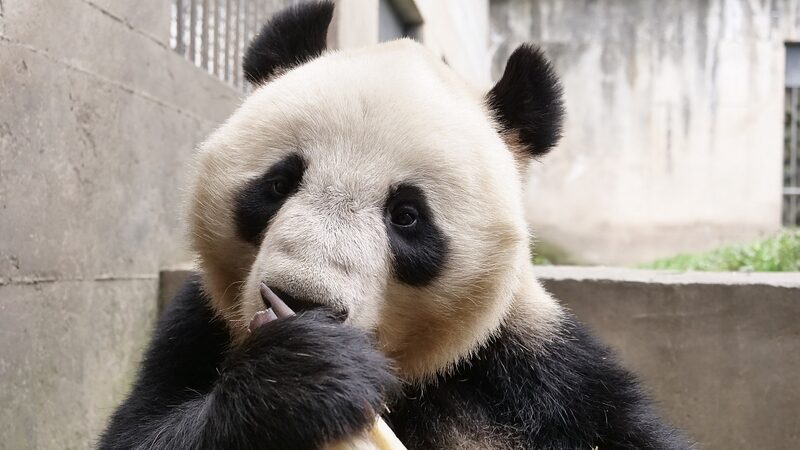 Cuatro_pandas_gigantes_causan_sensacio_n_en_su_nuevo_hogar_en_Lanzhou