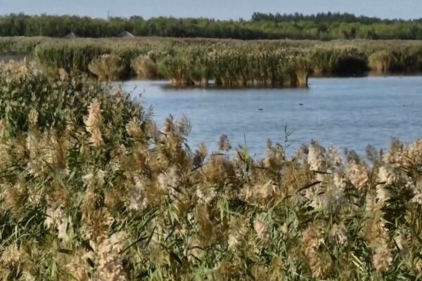 De Desierto a Oasis: El Lago Shahu se Convierte en un Paraíso de Aves 🦢🌿 De_Desierto_a_Oasis__El_Lago_Shahu_se_Convierte_en_un_Parai_so_de_Aves___ video poster