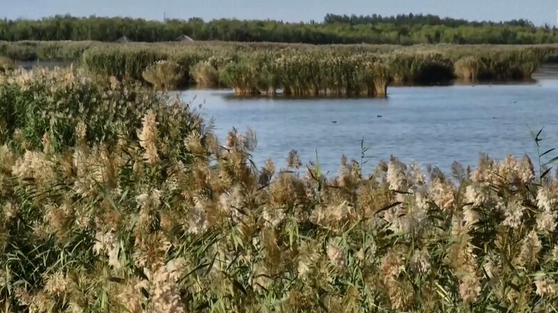 De_Desierto_a_Oasis__El_Lago_Shahu_se_Convierte_en_un_Parai_so_de_Aves___ video poster