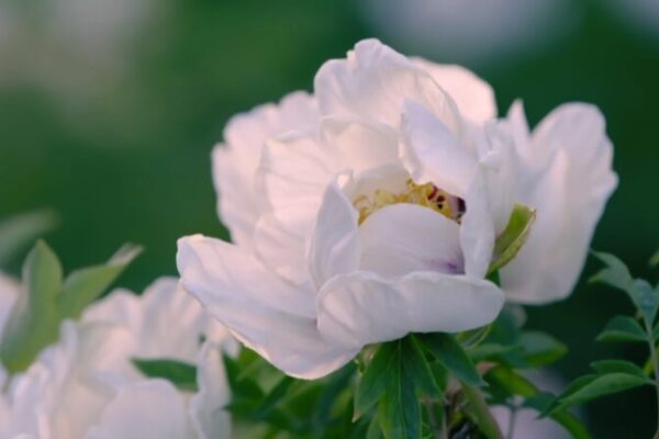 De Este a Oeste: ¡Cómo la Migración de Flores Transformó los Jardines Globales! 🌺 De_Este_a_Oeste___Co_mo_la_Migracio_n_de_Flores_Transformo__los_Jardines_Globales___ video poster
