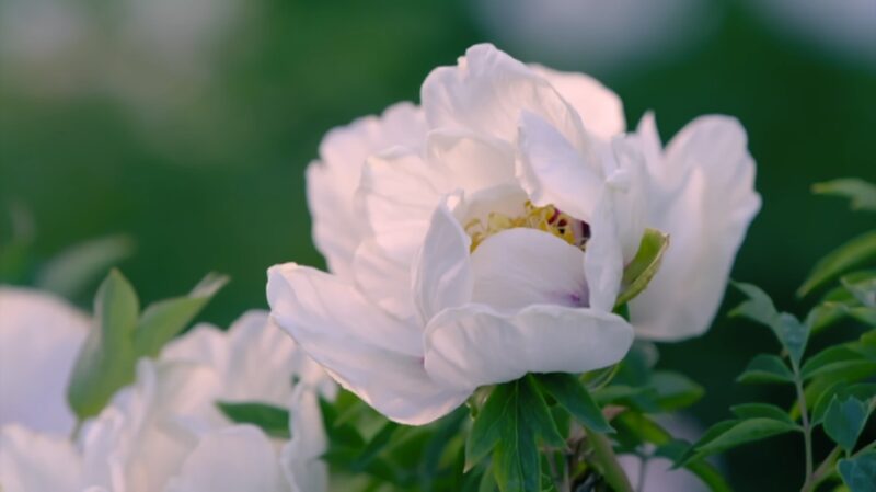De_Este_a_Oeste___Co_mo_la_Migracio_n_de_Flores_Transformo__los_Jardines_Globales___ video poster