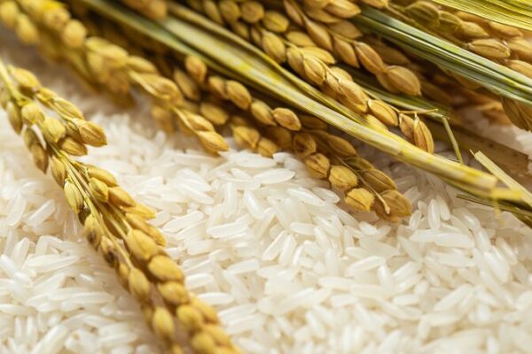 De_Granos_Silvestres_a_Platos_de_Comida__100_000_An_os_de_Evolucio_n_del_Arroz_Revelados__