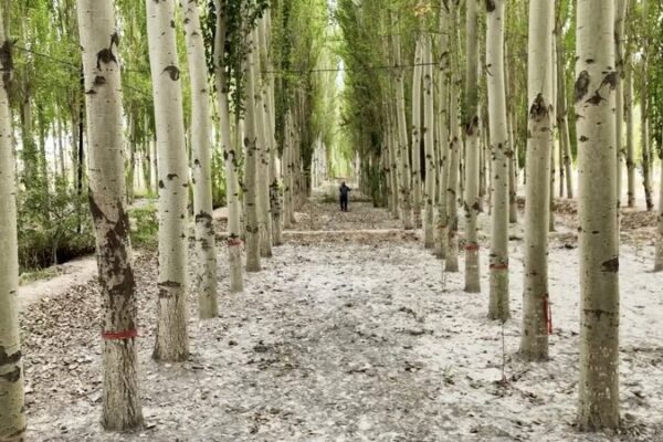 De__Mar_de_la_Muerte__a_Oasis_Verde__La_Transformacio_n_de_Kekeya_en_China___ video poster
