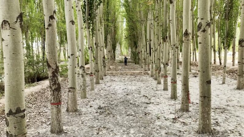 De__Mar_de_la_Muerte__a_Oasis_Verde__La_Transformacio_n_de_Kekeya_en_China___ video poster