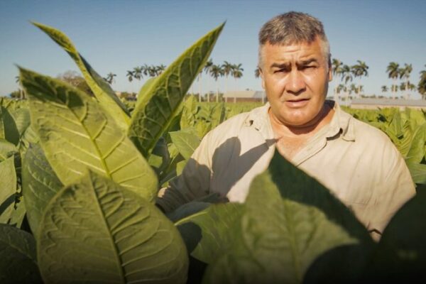 🔥 De la Hoja al Lujo: Secretos de los Puros Cubanos con Maximo Pérez __De_la_Hoja_al_Lujo__Secretos_de_los_Puros_Cubanos_con_Maximo_Pe_rez video poster