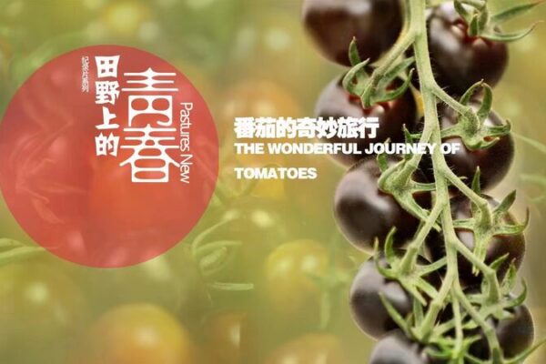 De sueños de doctorado a metas en invernaderos: La revolución del tomate de Xu Dan 🌱🍅 De_suen_os_de_doctorado_a_metas_en_invernaderos__La_revolucio_n_del_tomate_de_Xu_Dan___ video poster