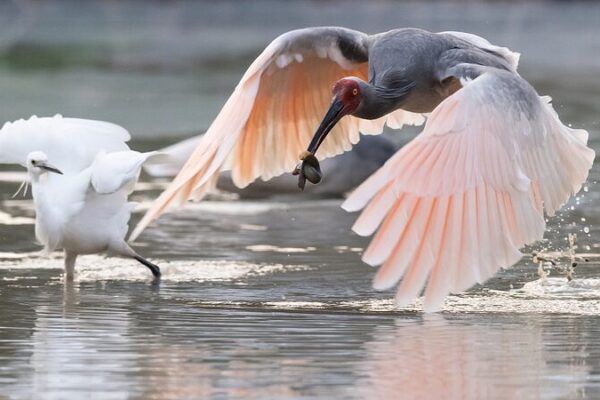 Del Casi Extinción al Vuelo: Los Ibis Crestados Surcan el Noroeste de China Del_Casi_Extincio_n_al_Vuelo__Los_Ibis_Crestados_Surcan_el_Noroeste_de_China video poster