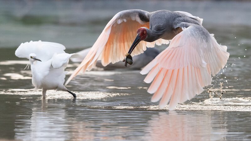 Del_Casi_Extincio_n_al_Vuelo__Los_Ibis_Crestados_Surcan_el_Noroeste_de_China video poster