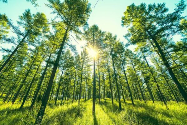 Del Desierto al Bosque: El Milagro Verde de Saihanba 🌲 Del_Desierto_al_Bosque__El_Milagro_Verde_de_Saihanba__ video poster