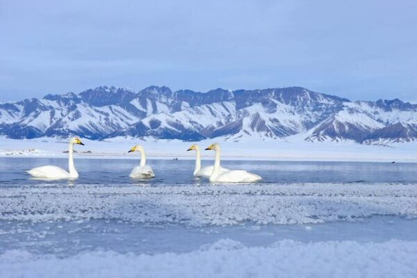 Desafiando_la_Nieve_y_el_Hielo__Una_Aventura_Invernal_en_el_Lago_Sayram__Xinjiang video poster