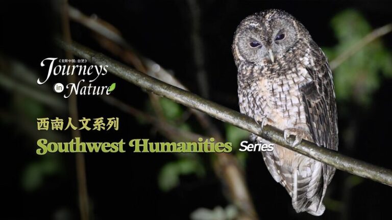 Descubre_Co_mo_los_Residentes_de_Sichuan_Viven_en_Armoni_a_con_los_Gigantes_de_la_Naturaleza