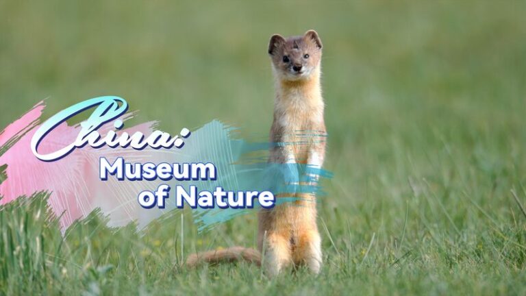 Descubre_Qinghai__El_parai_so_oculto_de_biodiversidad_de_China__ video poster