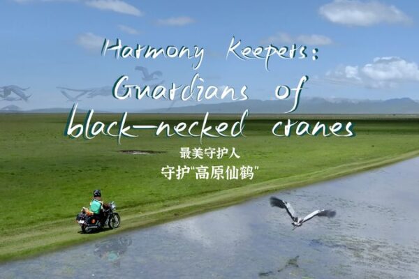 Descubre_a_las_Grullas_de_Cuello_Negro__Guardianas_de_los_Humedales_de_Zoige_en_Sichuan video poster