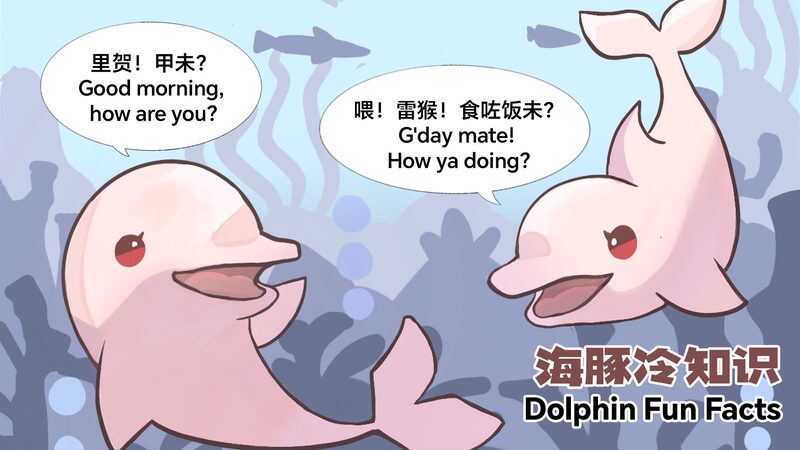 _Descubre_datos_divertidos_sobre_delfines_con_los_nuevos_co_mics_de_CGTN_