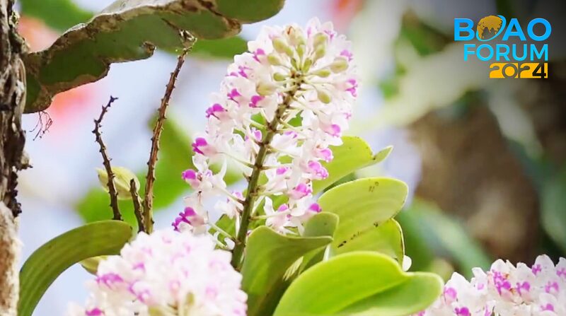 Descubre_el_Encantador_Reino_Vegetal_de_Hainan__El_Tesoro_Tropical_de_China__
