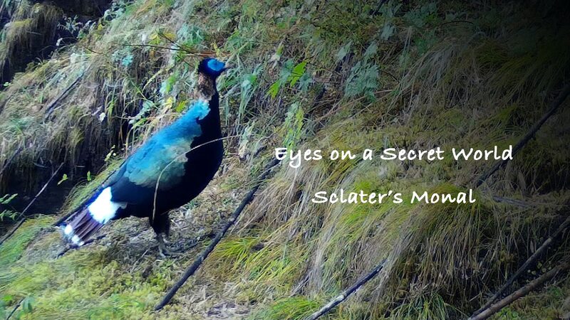 Descubre_el_Enigma_tico_Monal_de_Sclater_en_el_Parai_so_Escondido_de_Yunnan video poster