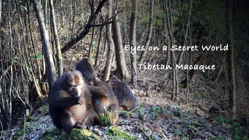 Descubre_el_Mundo_Secreto_de_los_Macacos_Tibetanos_en_la_Reserva_Natural_Xianxialing video poster