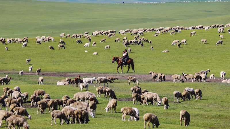 Descubre_el_Parai_so_Verde_de_la_Pradera_de_Hulun_Buir__