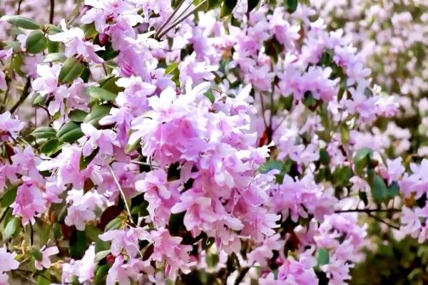 Descubre_el_Parai_so_de_Azaleas_Floridas_en_las_Faldas_del_Monte_Fanjing__ video poster