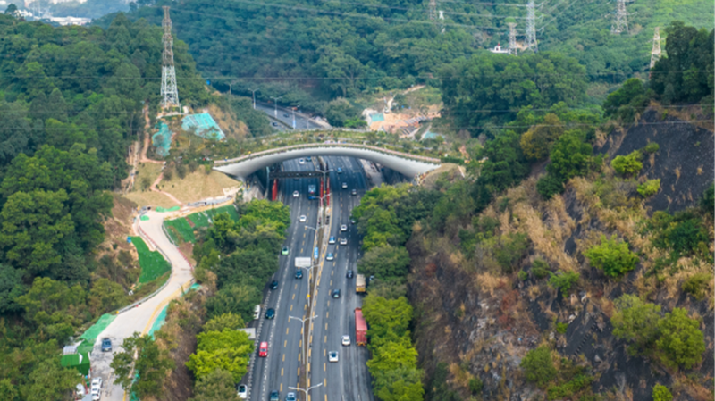 Descubre_el_Paso_Elevado_de_Vida_Silvestre_U_nico_de_Shenzhen__El_Puente_Kunpeng_Trail_No_1