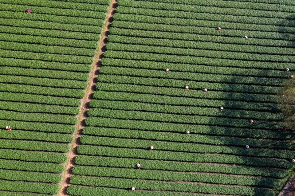 Descubre el Tesoro Oculto: La Belleza Aérea de la Plantación de Té Meijiawu Descubre_el_Tesoro_Oculto__La_Belleza_Ae_rea_de_la_Plantacio_n_de_Te__Meijiawu video poster