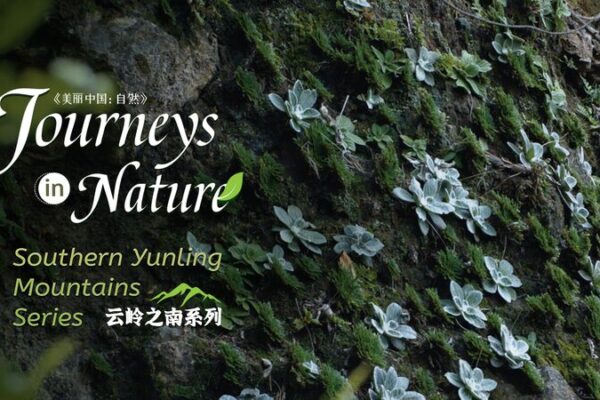 Descubre el “Pasto con Nueve Vidas” en las Montañas del Sur de Yunling en China 🌿✨ Descubre_el__Pasto_con_Nueve_Vidas__en_las_Montan_as_del_Sur_de_Yunling_en_China___ video poster