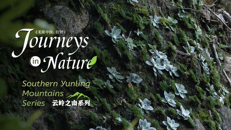 Descubre_el__Pasto_con_Nueve_Vidas__en_las_Montan_as_del_Sur_de_Yunling_en_China___ video poster