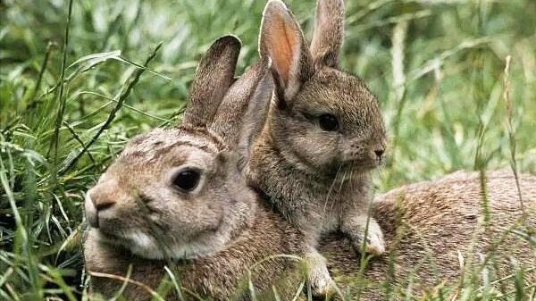 Descubre_el_conejo_ma_s_pequen_o_de_China__El_adorable_liebre_de_Hainan__