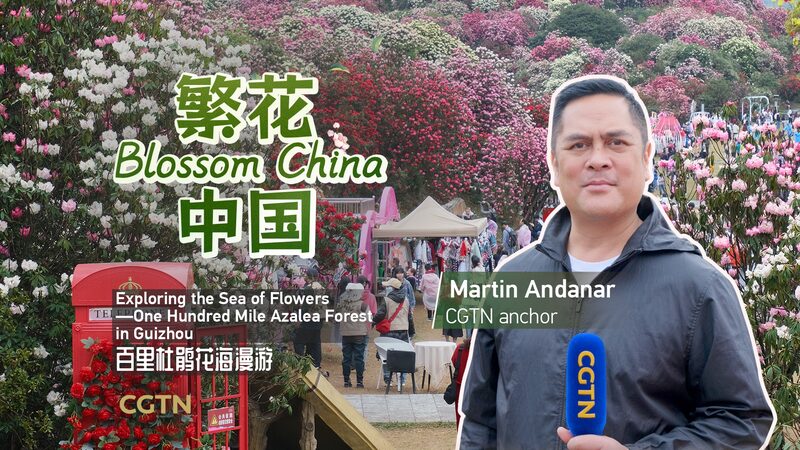Descubre_el_encantador_bosque_de_azaleas_de_100_millas_en_Guizhou__ video poster