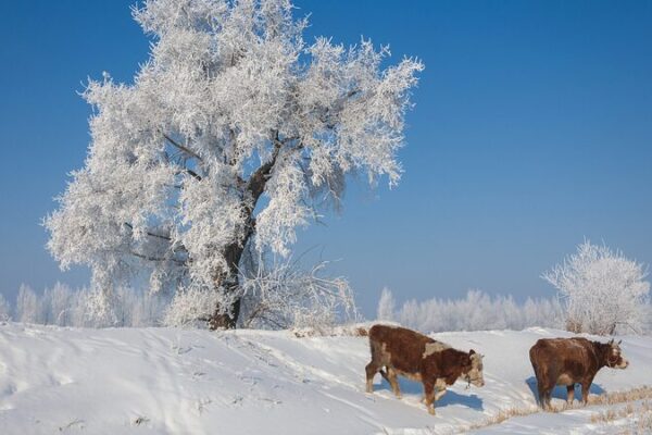Descubre_el_ma_gico_pai_s_de_las_maravillas_invernales_del_ri_o_Songhua_en_China___