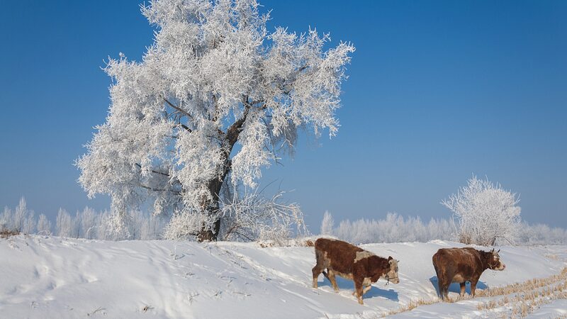 Descubre_el_ma_gico_pai_s_de_las_maravillas_invernales_del_ri_o_Songhua_en_China___