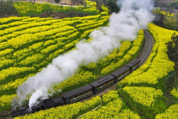 Descubre el mágico viaje en tren de vapor entre campos de flores de colza en Leshan 🚂🌼 Descubre_el_ma_gico_viaje_en_tren_de_vapor_entre_campos_de_flores_de_colza_en_Leshan___